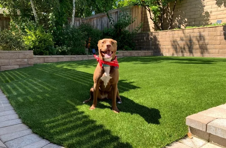 Pet Turf turf project